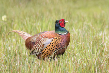 Male Pheasant stepping