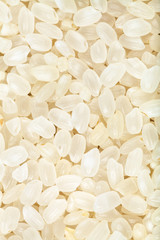 short-grain uncooked white Italica rice close up