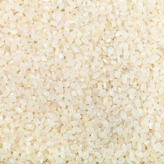 white short-grain Italica rice