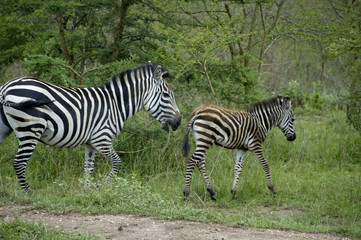 Fototapeta na wymiar Zebra In Lake Mburo National Parc, Uganda