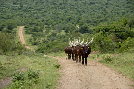 Flock of cattle cows in Uganda