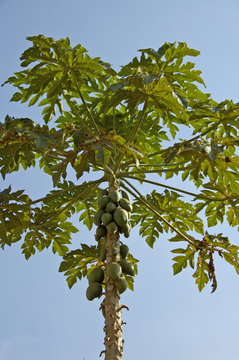 Carica papaya tree, Africa