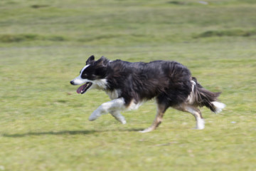 Border Collie in Aktion