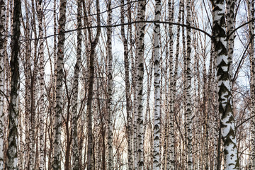 bare white birch trunks in winter forest