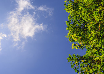 Green leaf and sky
