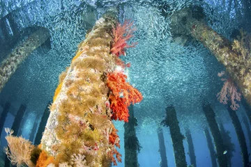 Crédence de cuisine en verre imprimé Plonger Black Rock Jetty, underwater in Aqaba, Red Sea, Jordan.