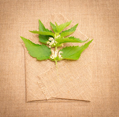 Fresh green nettle on background canvas