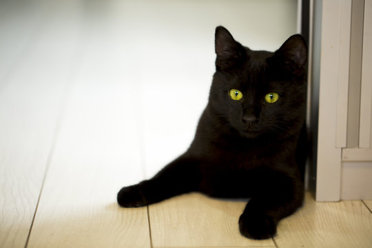 Kara Kedi Videoları