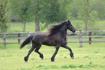 Friesian horse in the field - 100277010