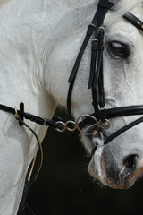 Closeup portrait of a sport tersk horse - 100277014