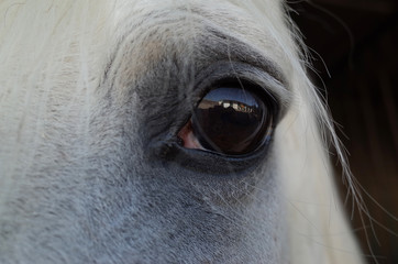 Detail of a white horse'e eye