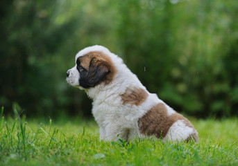 Saint Bernar puppy sitting in the grass - 100277067