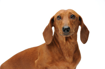 Portrait of the red dachshund - 100277075