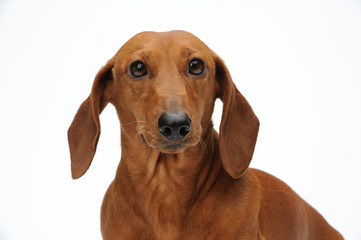 Portrait of the red dachshund - 100277081