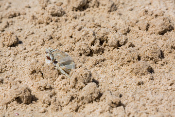 Krabbe am Strand im Sand in Vietnam
