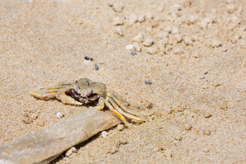 Krabbe am Strand im Sand in Vietnam