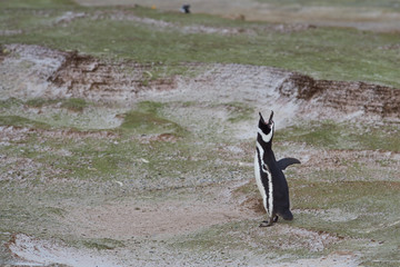 Magellanic Penguin (Spheniscus magellanicus) braying at Volunteer Point in the Falkland Islands.