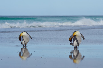 King Penguins preening (Aptenodytes patagonicus) on a sandy beach at Volunteer Point in the...