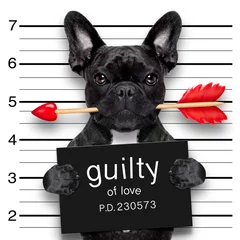 Foto auf Acrylglas Lustiger Hund Valentinstag Fahndungshund