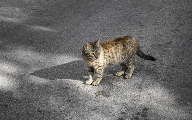 Cute stray grey red cat on the road looking and waiting