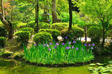 杜若 日本庭園, Japanese garden in spring.