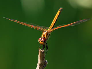 monarch dropwing dragonfly