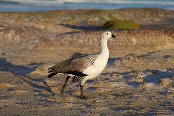 Male Upland Goose (Chloephaga picta leucoptera) at Volunteer Point in the Falkland Islands.