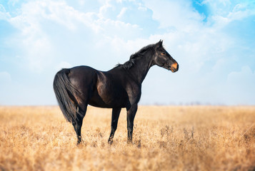 Dark brown horse stay on the yellow field with the tall grass on