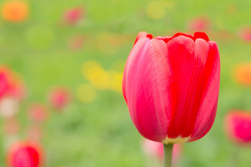 
Tulip on a bright green background 
