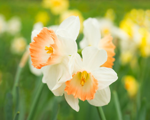 Fototapeta premium Flowers daffodils 