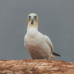 Behavior of wild migrating gannets at island Helgoland, Germany,