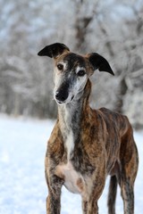 Galgo Espanol im Schnee