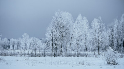Зимний вечер, Деревья покрылись инеем