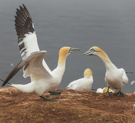 Behavior of wild migrating gannets at island Helgoland, Germany,