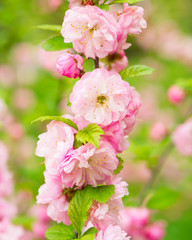 
Decorative almond blossoms
