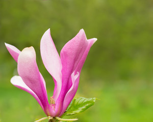 Obraz premium Magnolia flower 