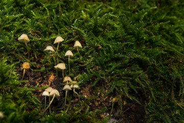 Mushrooms