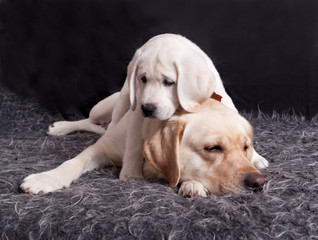 labrador puppy climbed over his mother
