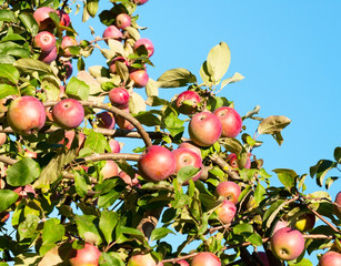 A branch with red apples.