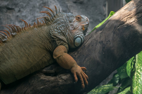 large bright iguana, closeup.