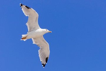 Seagull flying in a clear sky.