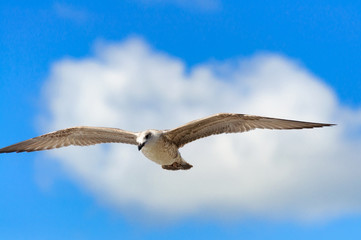 Seagull on a background of clouds