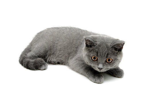 gray cat with yellow eyes lying on white background