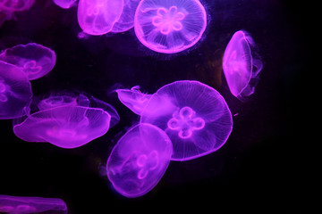 Fototapeta premium Group of light purple jellyfish