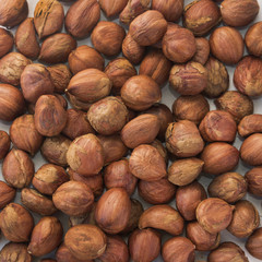 fresh big hazelnuts