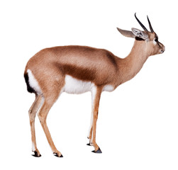 Obraz premium dorcas gazelle, isolated over white