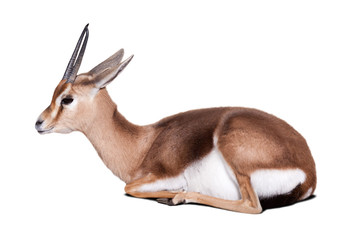 Fototapeta premium Sitting dorcas gazelle