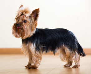  Yorkshire Terrier staying on  floor