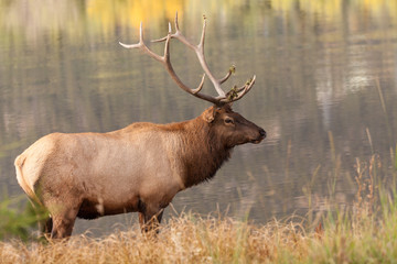 Naklejka na ściany i meble Bull Elk by Lake During the Fall Rut