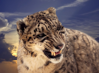  Snow leopard against sunset sky © JackF